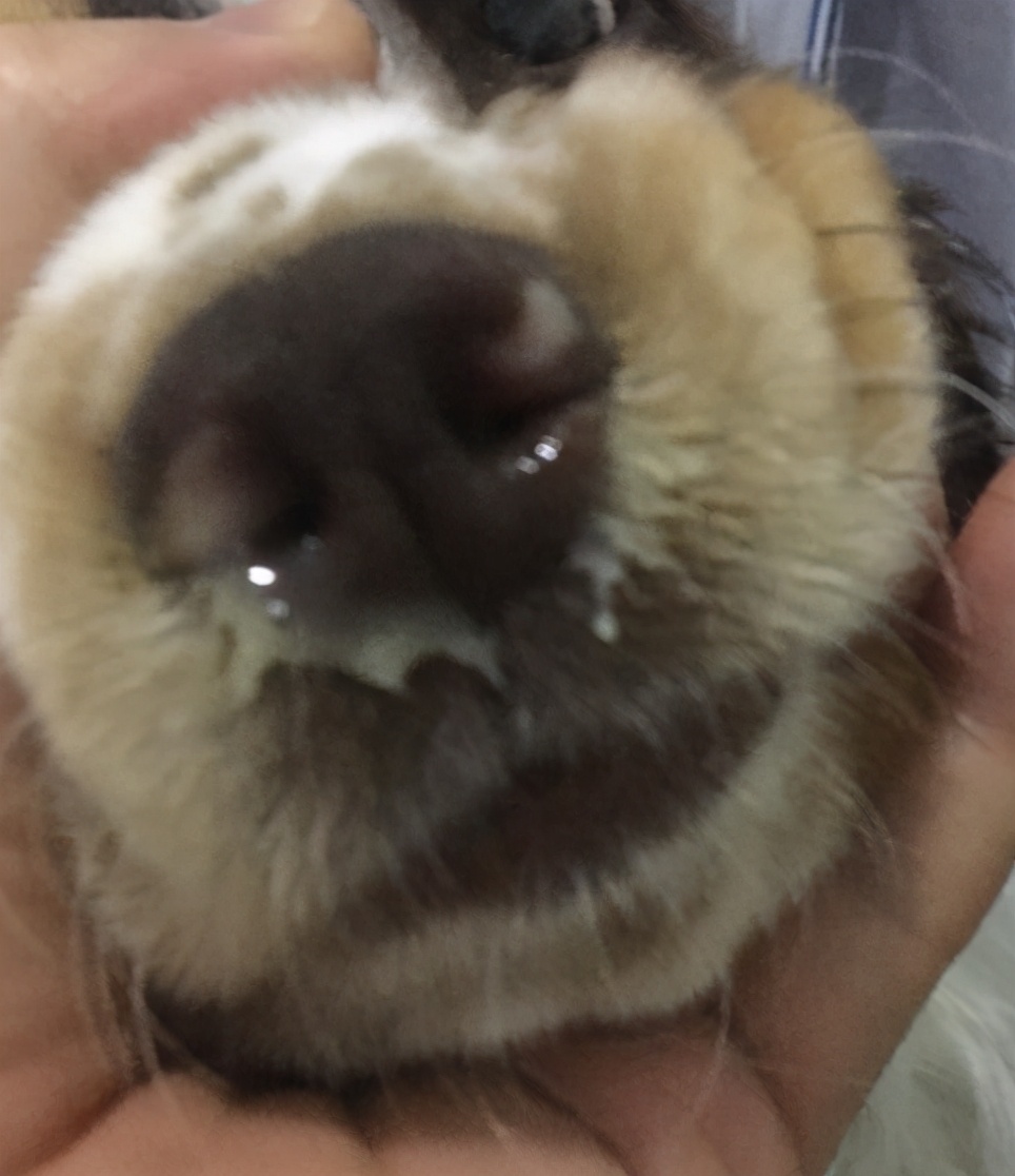 狗狗感冒了怎么办小视频,狗狗感冒什么症状