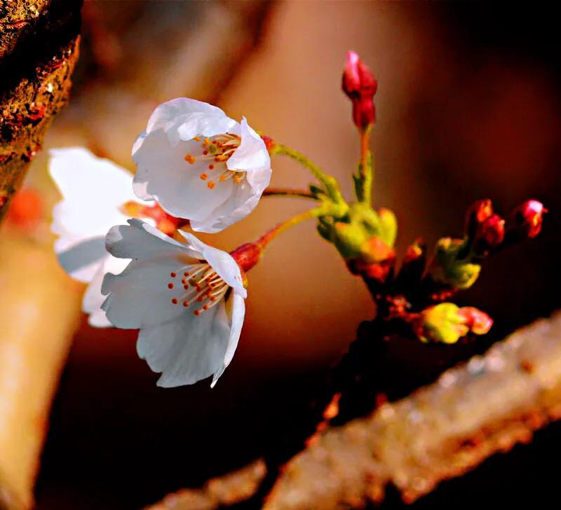 中国最稀少樱花品种阳光樱,樱花品种推荐之迎春樱