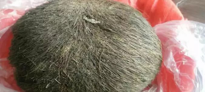 湖南新化农村杀猪,湖南省新化天华村杀猪