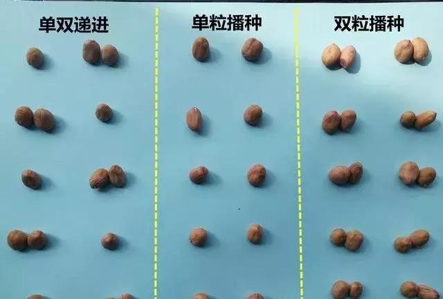 花生壮苗开花结果多,花生弱苗喷什么能壮苗