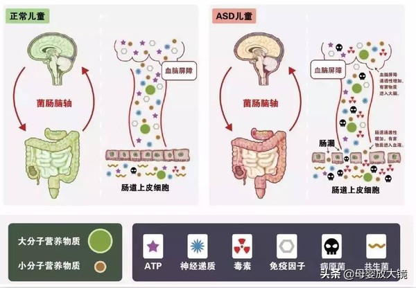 自闭症菌群失调治疗,自闭症孩子营养干预