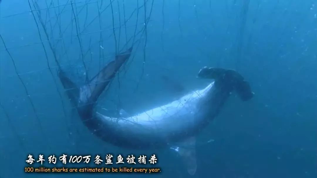 海洋中几乎无敌的大白鲨,真正的大白鲨和巨齿鲨的图片