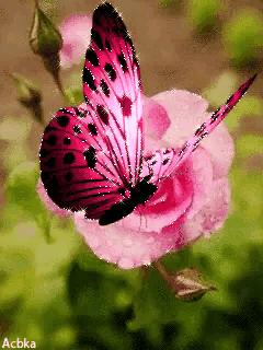 这是我见过最美的风景吗,这是我见过的最美的风景英语