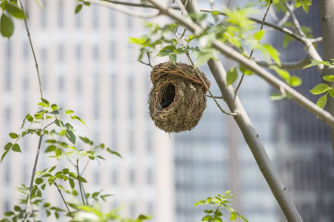 @CBD白领，来遛弯吧！2.5个足球场那么大，就在公司楼下