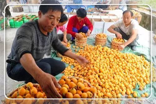 农村的致富创业项目,农村创业致富门路有哪些