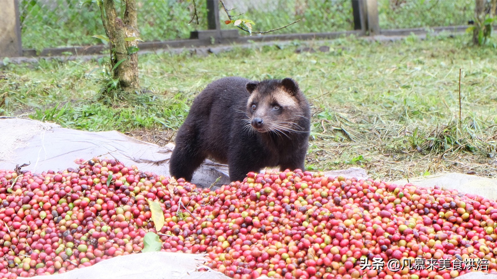 猫屎咖啡多少钱100克,正宗猫屎咖啡一斤多少钱