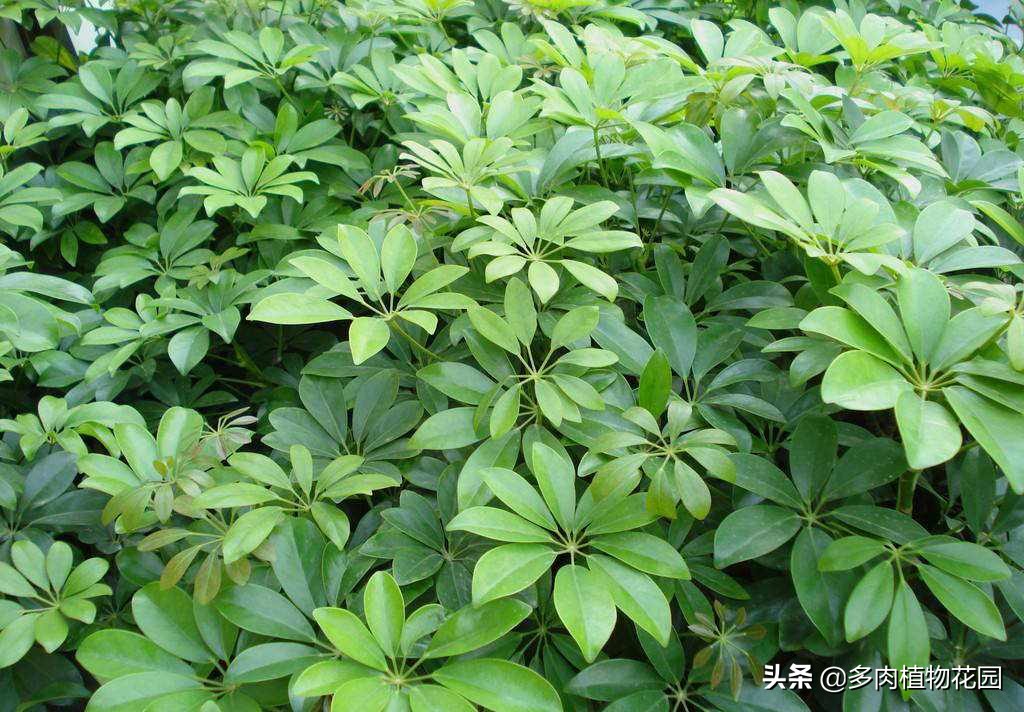 鹅掌木叶变黄掉叶怎么补救,鹅掌木叶子黄斑