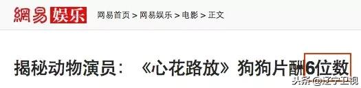 大型动物铲屎官,铲屎官为朕打下的江山猫咪