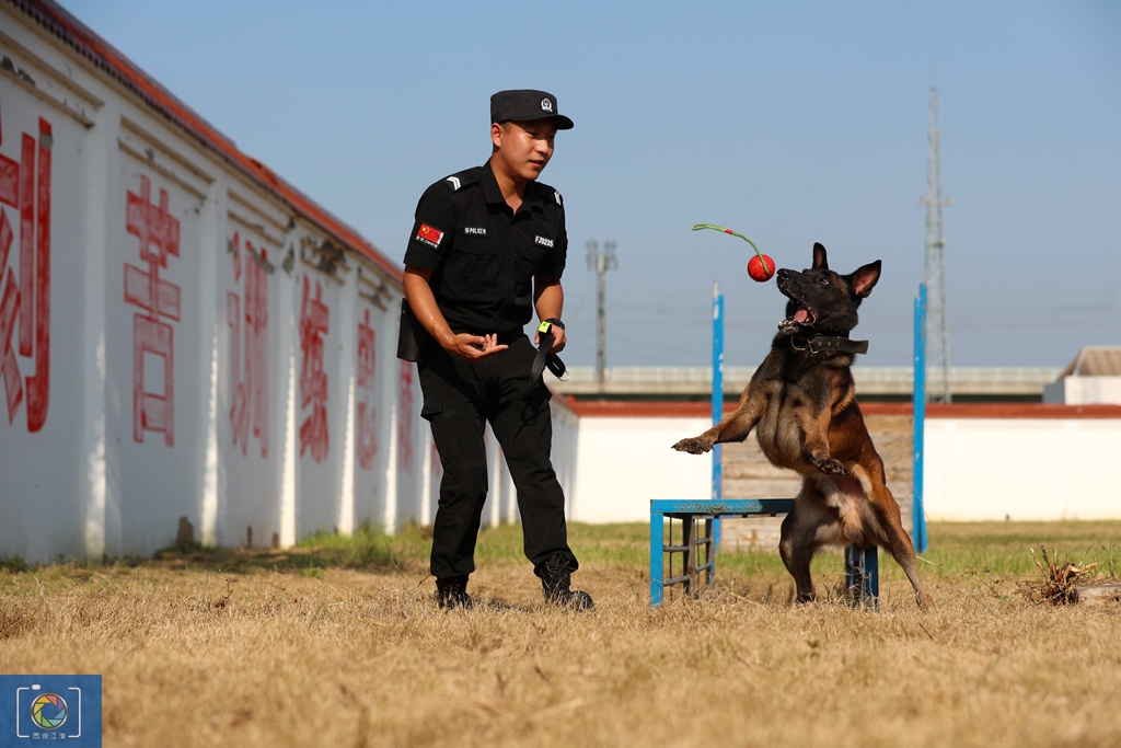 警犬训犬师的工作和生活,如何成为一名合格的警犬训导员