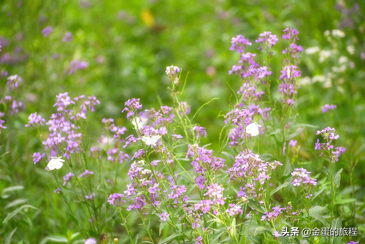 苏州人都不知晓的景点,苏州只有本地人知道的风景区