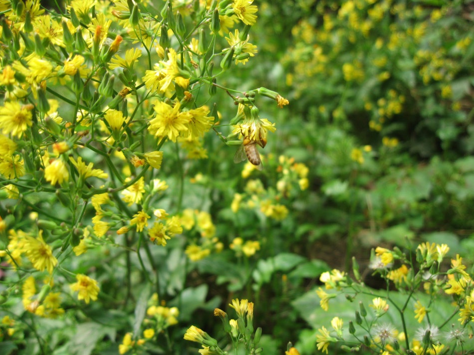 黄瓜野菜的功效,田间各种野菜的作用
