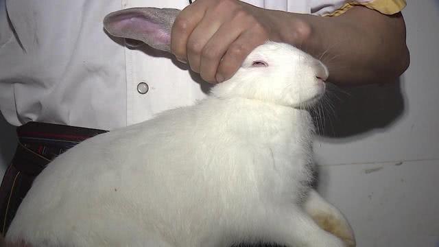 在成都比自贡还辣的自贡菜,在成都吃自贡菜