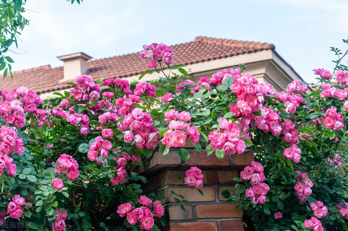 适应在室内养的十种花,天气变凉了花要搬到屋里来吗
