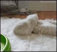 适口性好的猫粮推荐挑食猫咪福音,让猫越吃越胖的猫粮推荐测评