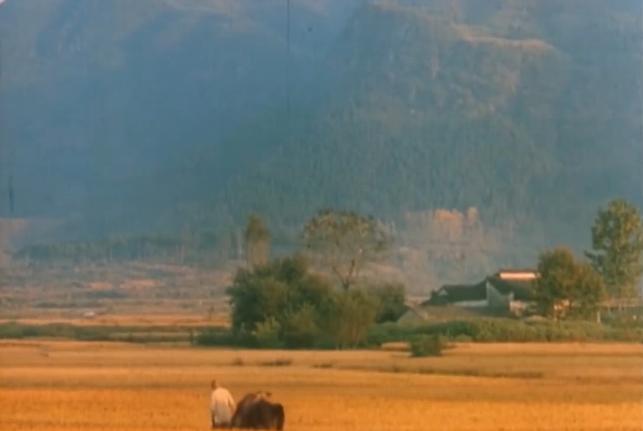 浅析《菊豆》的叙事结构：婶子和小侄子偷情背后的社会黑暗性质