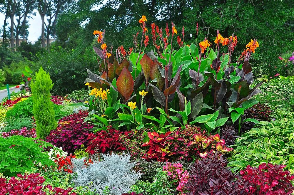 美人蕉有什么特别,美人蕉的十大特点