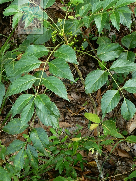 老鸦胆草药的功效,老鸦胆根的功效与作用