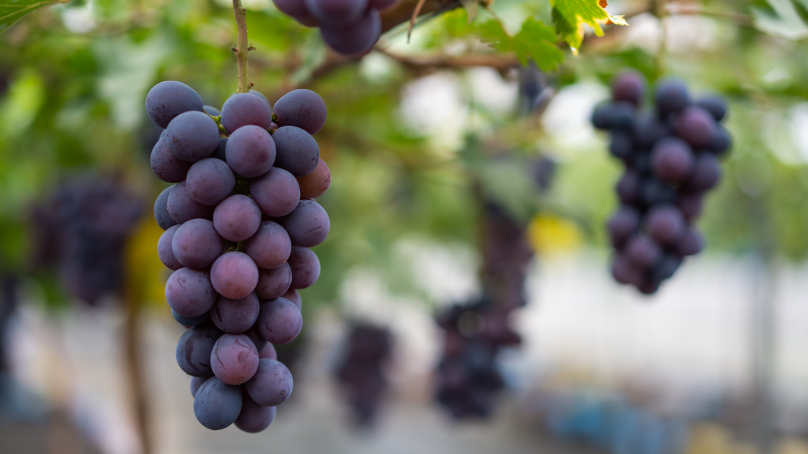 心仪之城连云港,心仪之城赣州