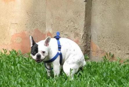 遛狗一定要把狗屎清理干净,遛狗狗屎一般怎么处理