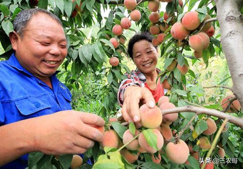 农村致富创业项目年轻人,农民打工回乡低成本创业项目推荐