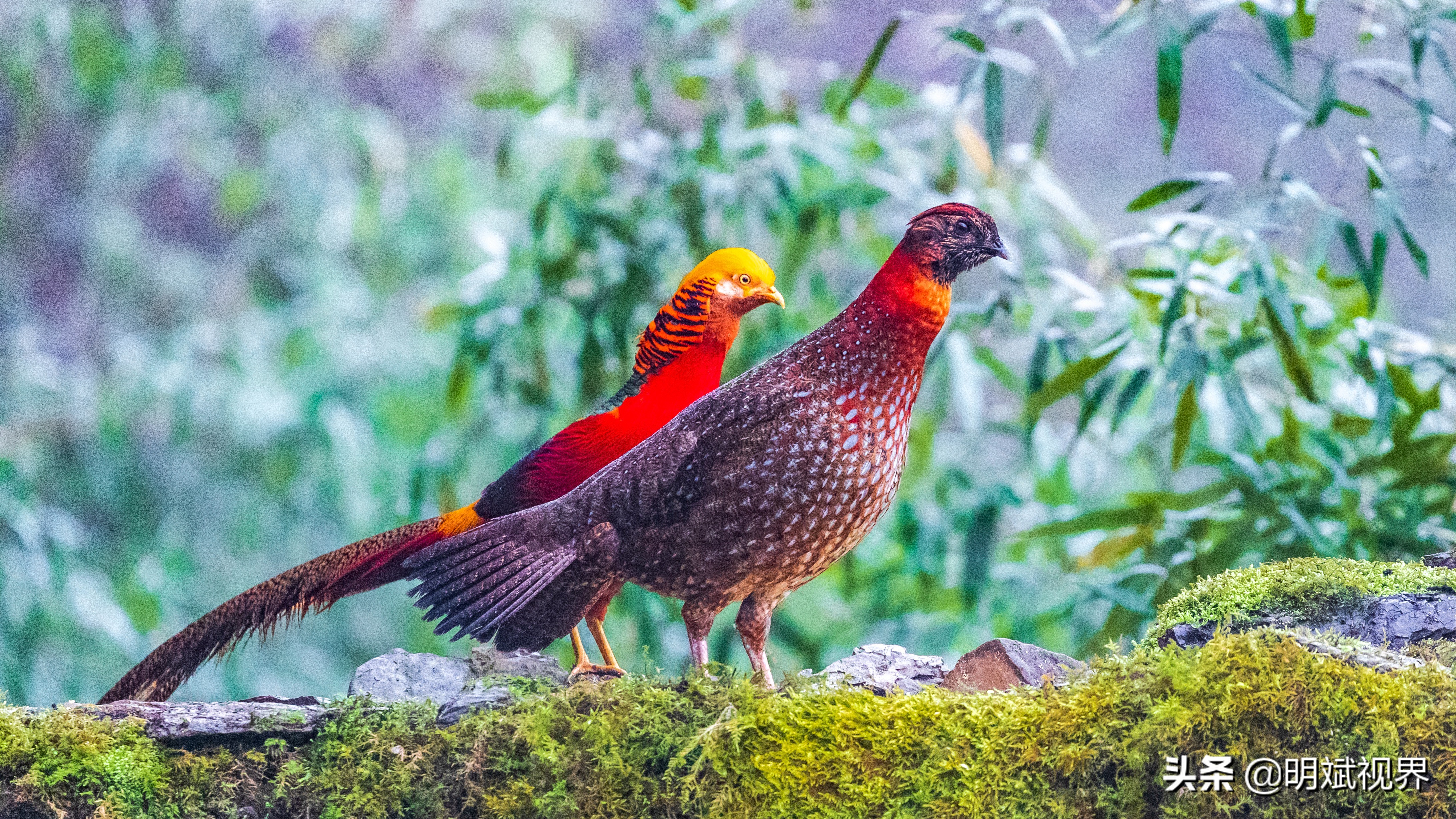 南川红腹角雉图片,重庆南川红腹角雉拍摄点