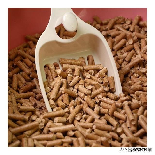 如何正确挑选猫砂,猫砂该怎么选