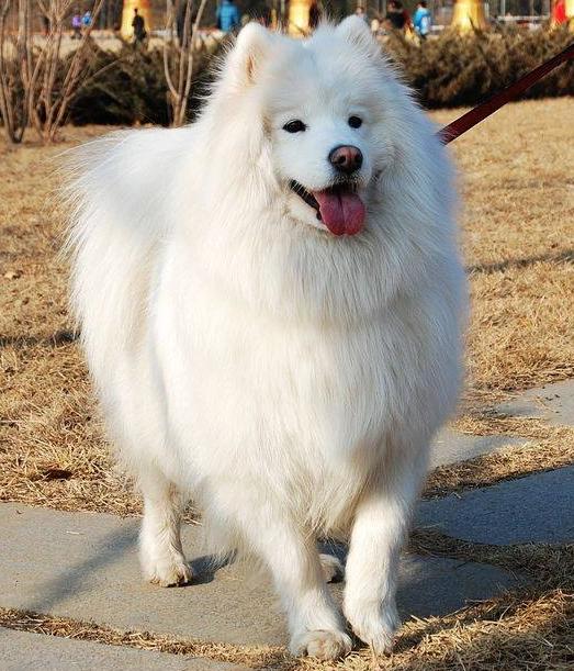 萨摩耶应该怎么挑选幼犬,最萌萨摩耶犬