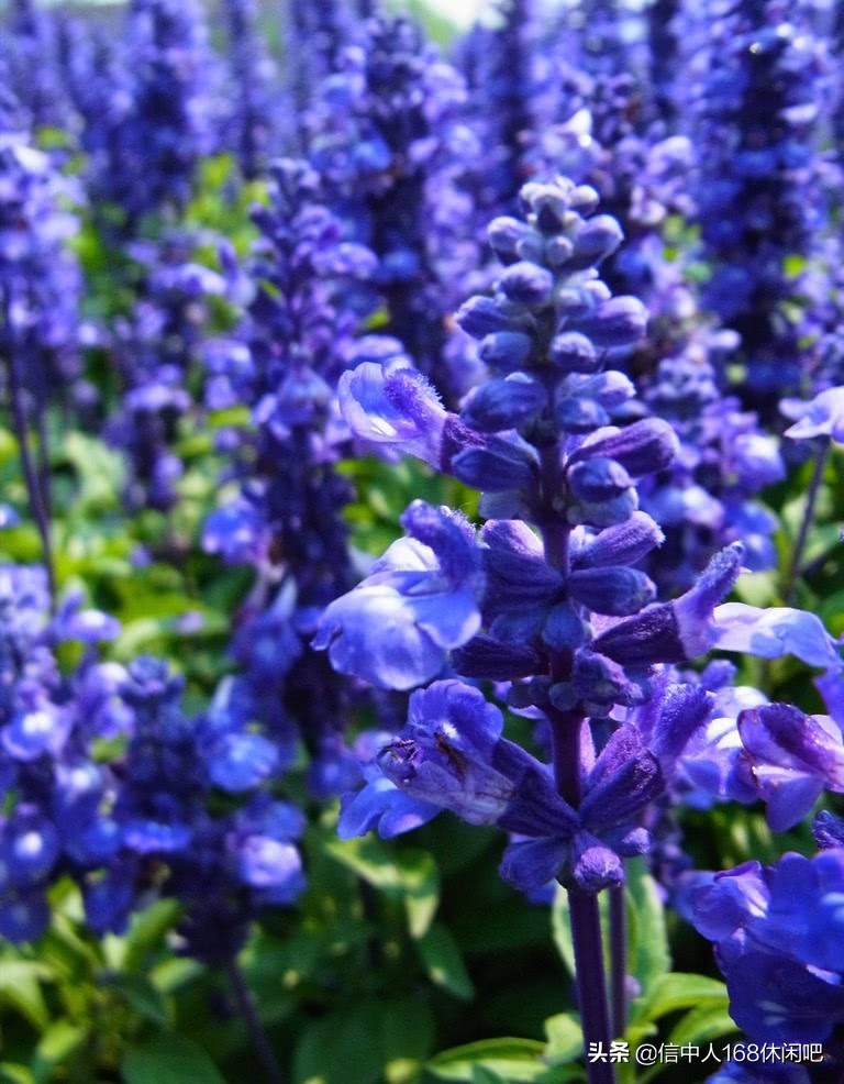 带你走进英国梦幻的薰衣草花田,薰衣草紫色的世界