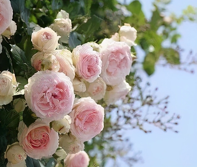 棋逢对手第36集全部观看,棋逢对手39电视剧