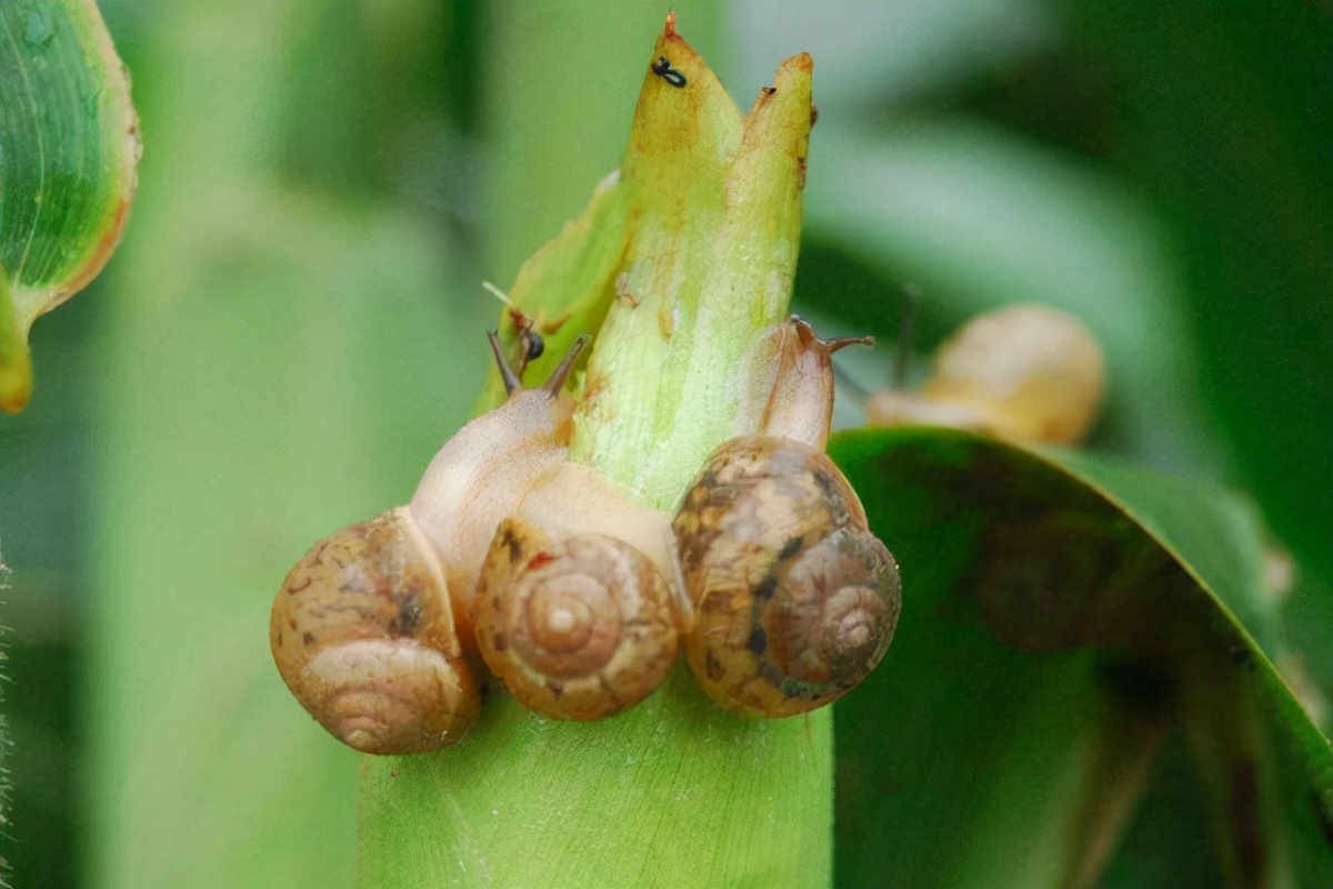 90后夫妻养蛋鸡,90后夫妻居住10平米小屋