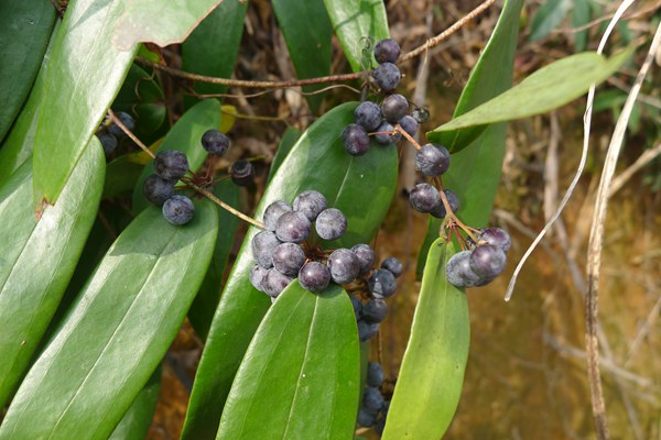 龟苓膏烧仙草凉粉有什么不一样,烧仙草和龟苓膏和凉粉有什么区别