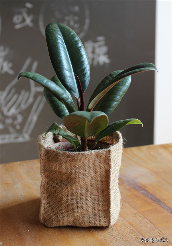 40平米阳台花园打造方法,阳台打造花园效果图大全