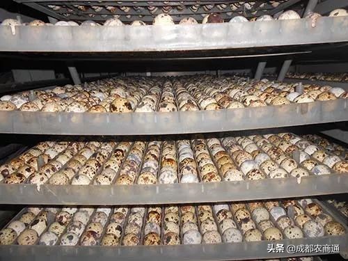 法巨鹌鹑养殖技术,鹌鹑的养殖技术需掌握这三点