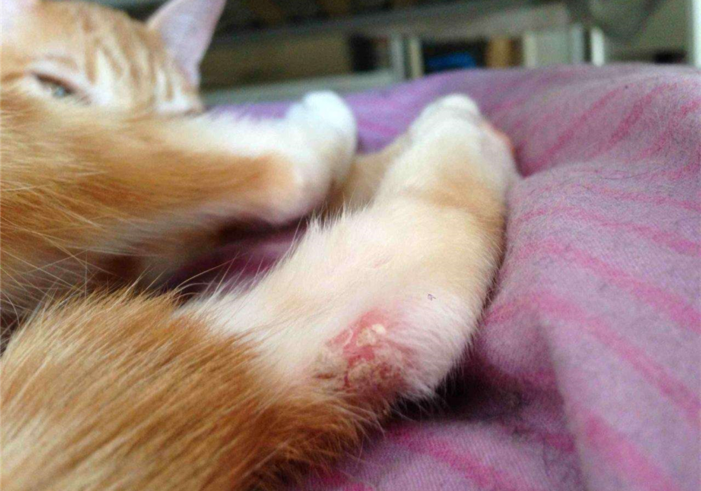 猫咪毛发会因为长大改变,猫咪秃头怎么回事