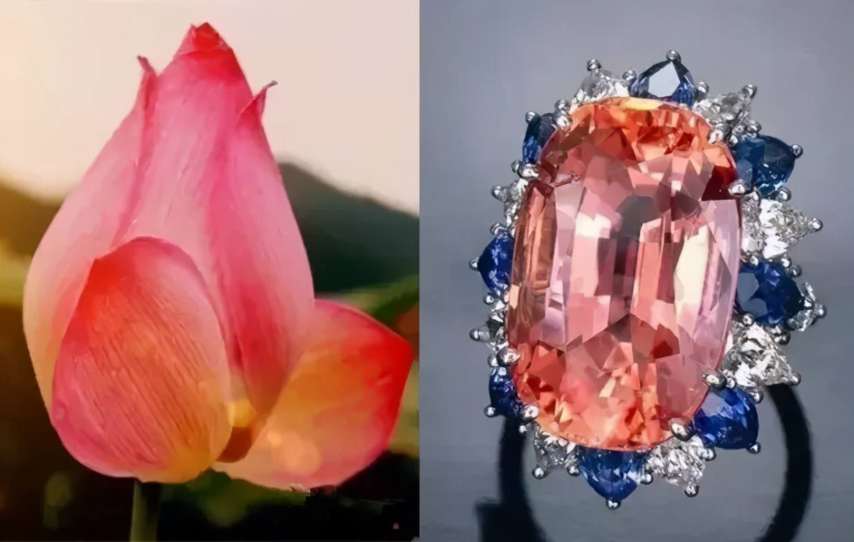 帕帕拉恰介绍,正统帕帕拉恰