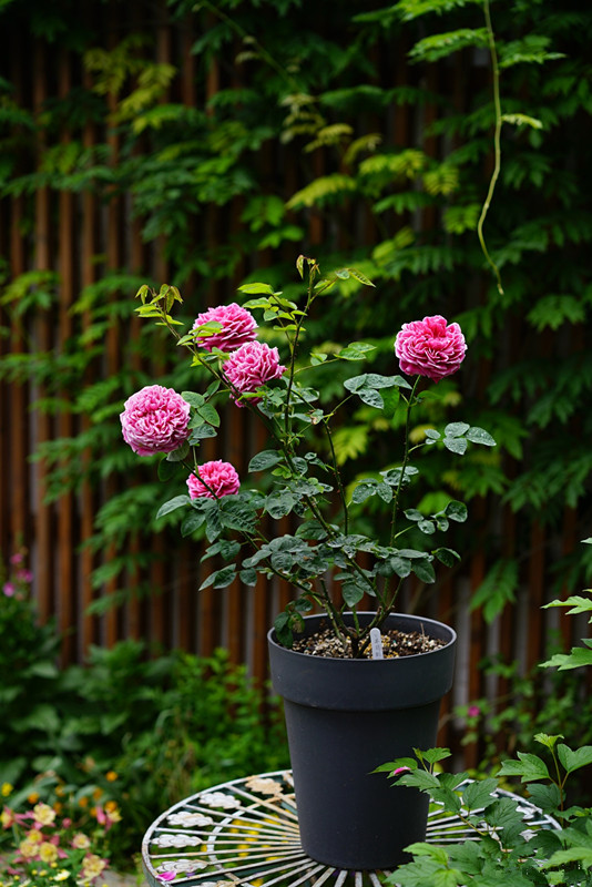 世界最美月季之一，花似牡丹芍药，开花勤，种植容易，盆栽也可以