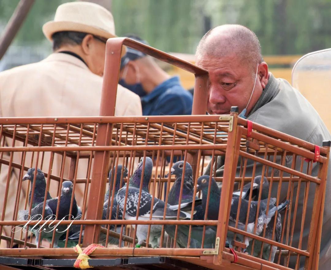 天津徐庄子宠物市场,天津北辰小街桥下宠物市场