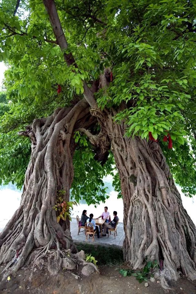 3月底蒲江十大网红打卡地,蒲江旅游十大必去景点