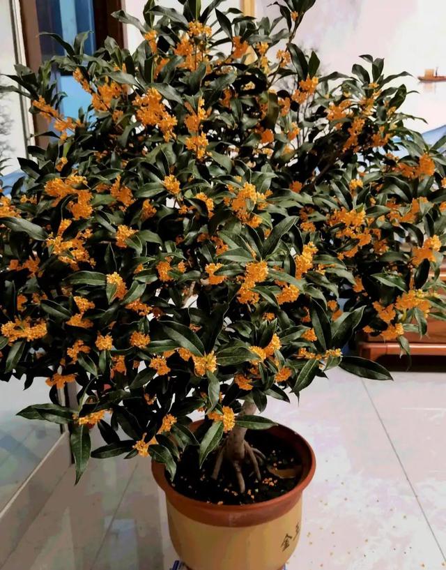 寓意财旺的花,十大吉祥花开图片