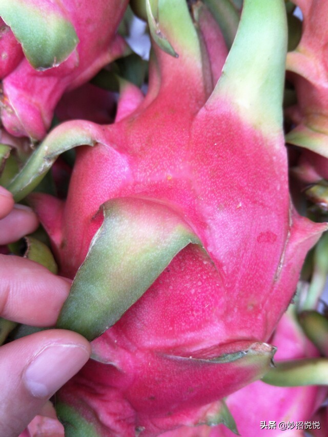 挑选火龙果的方法,火龙果怎么挑才是最甜的