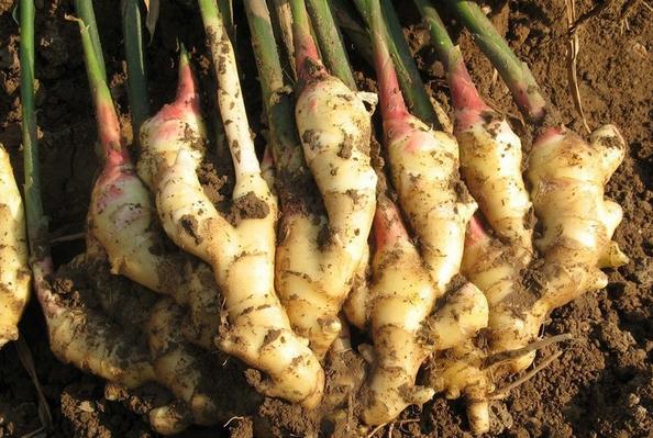 姜芽的种植培育技术,姜芽的正确栽培方法