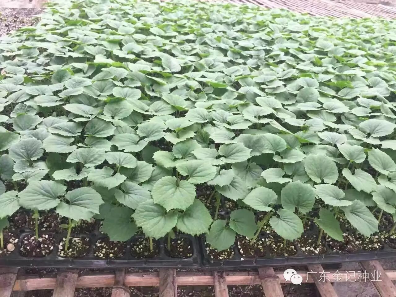 苦瓜炭疽病和疫病区别,苦瓜急性炭疽病严重用什么药治疗