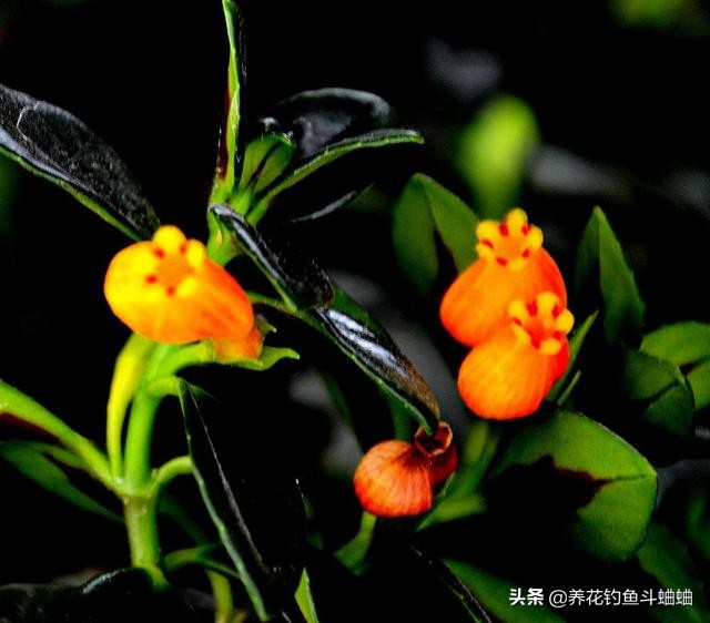 金鱼吊兰开花后像小金鱼一样漂亮,金鱼吊兰开花多的方法