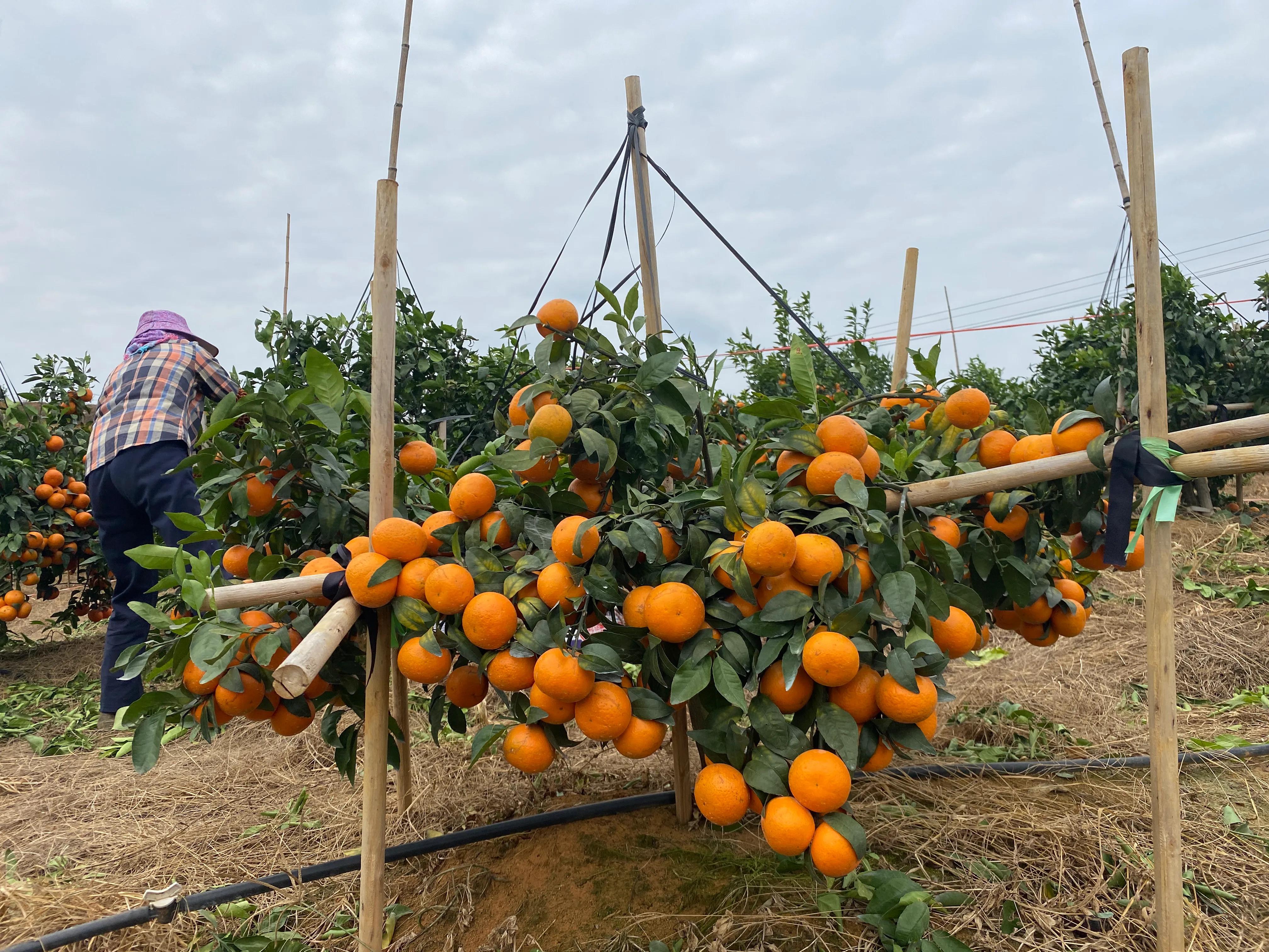 广西沃柑辟谣,在广西买水果