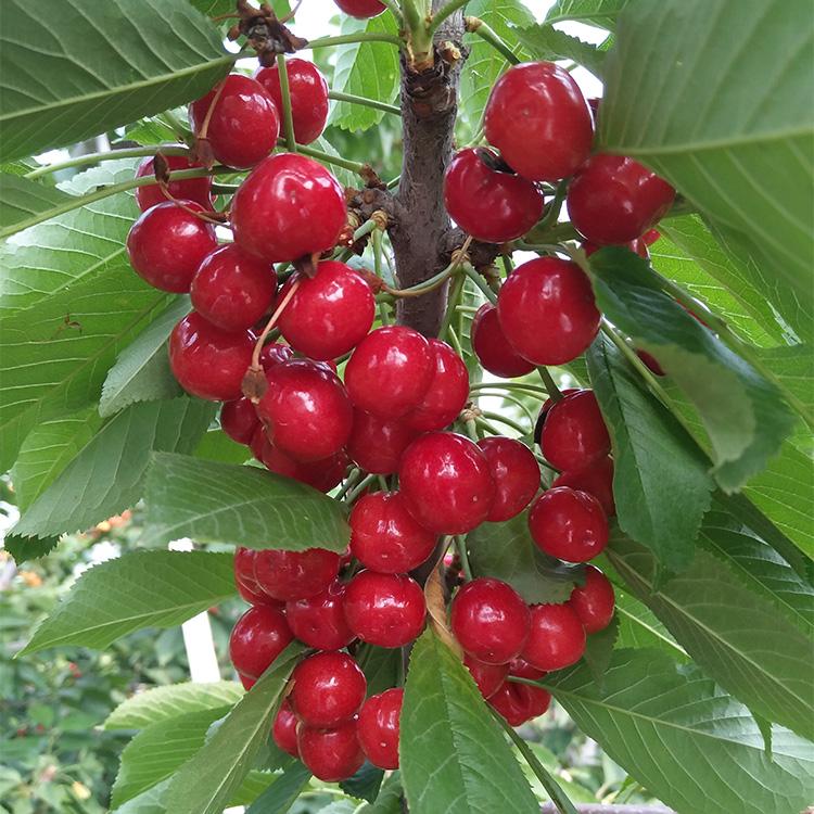 氮、磷、钾—对果树大樱桃的重要性，你用对了吗？