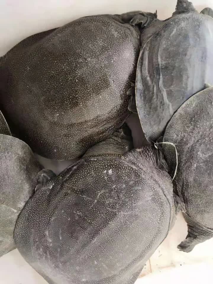 新滩野生甲鱼,生态甲鱼仿野生甲鱼