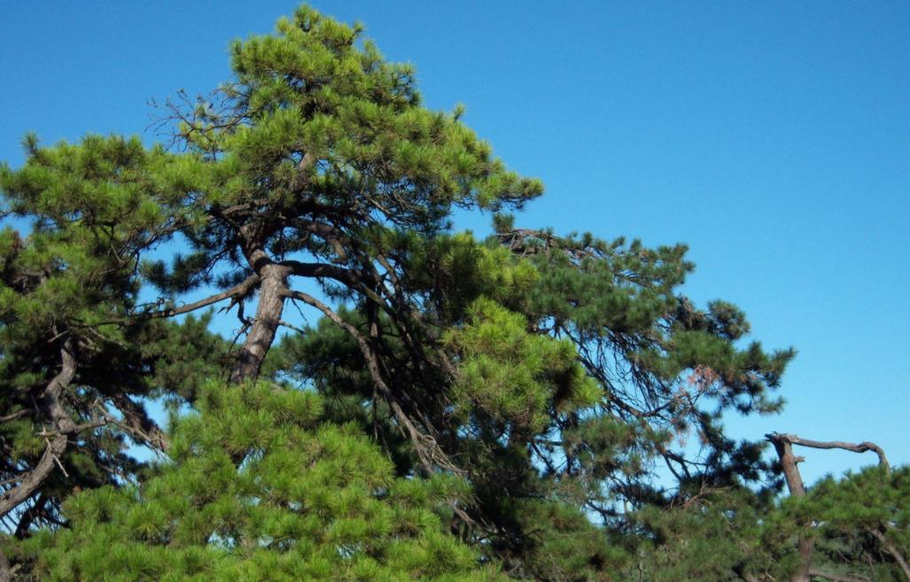 家具除了实木还有什么,新西兰松木家具板材价格表大全