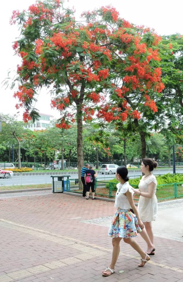 毕业季的凤凰花和栀子花,毕业季凤凰花开的时候