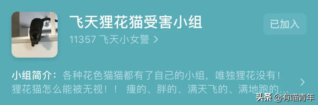橘猫为什么是魔鬼,橘猫的恐怖之处