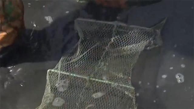 霞浦岐山村做跳跳鱼,霞浦滩涂捕捉跳跳鱼